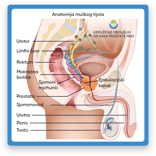 Ova ilustracija prikazuje bočni pogled na muški reproduktivni sistem. od vrha do dna,
                 slika prikazuje bešiku, sjemene vezikule, prostatu, rektum, anus i penis.
                 Testisi su vidljivi sa obe strane penisa. Uretra prolazi kroz dužinu penisa i
                 povezuje se sa bešikom. Prostata se nalazi odmah ispod mokraćne bešike i okružuje uretru.
                 Sjemenice se nalaze iza prostate i proizvode spermu. Rektum se nalazi
                 na dnu slike i spaja se na anus.