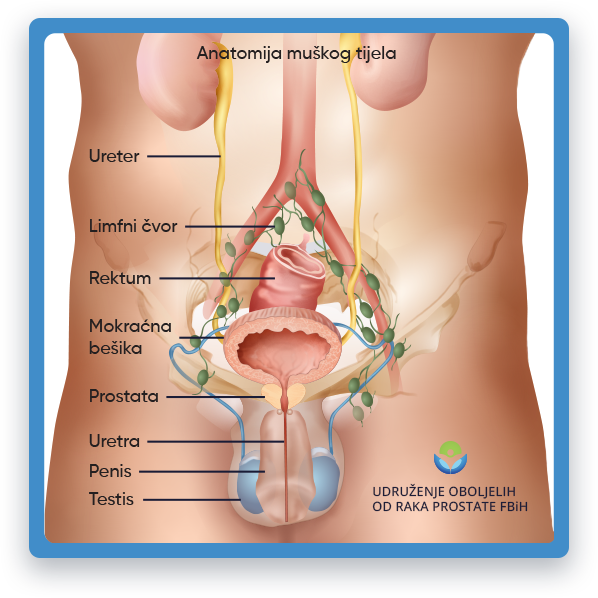 Prikazana je ilustracija muške anatomije, sa naglaskom na karlični deo gde se nalazi prostata,
         nalaze se testisi i drugi muški reproduktivni organi. Prostata je mala žlijezda koja se nalazi ispod
         bešike, dok su testisi, takođe poznati kao testisi, odgovorni za proizvodnju sperme i testosterona.
         Ostali organi u ovom području uključuju sjemene mjehuriće, sjemenovod i uretru, koji svi igraju važnu ulogu
         u muškoj reproduktivnoj funkciji.